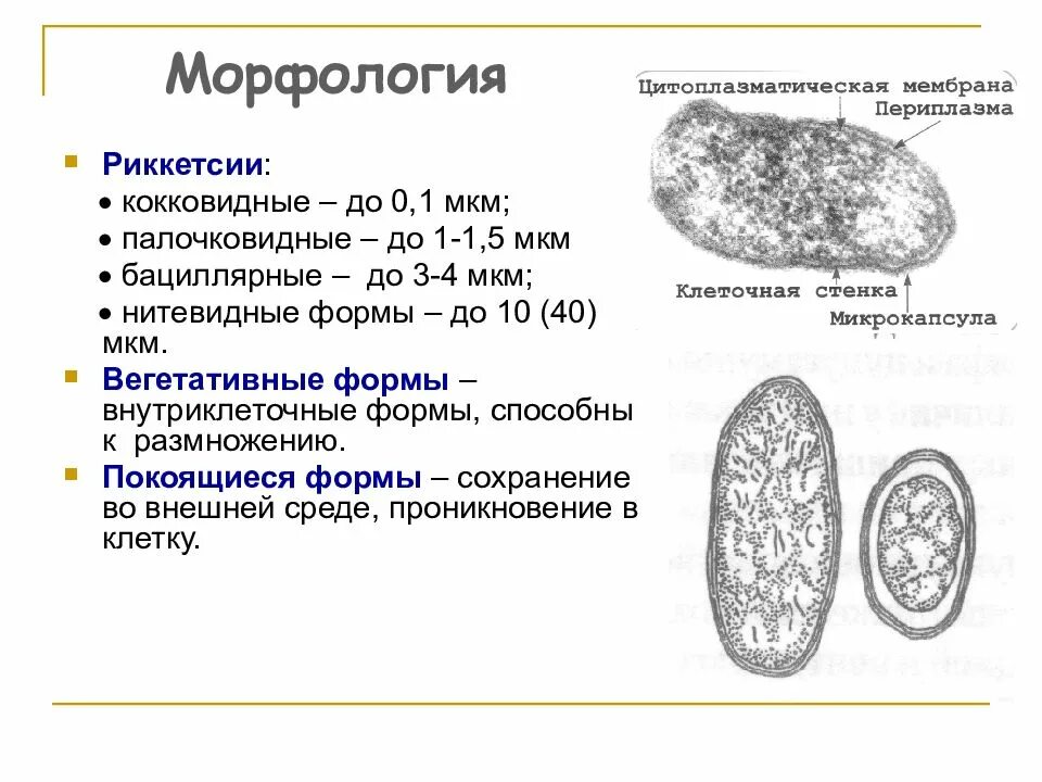 Тип дыхания риккетсий. Рикеетсии провчека микроскопия. риккетсии хламидии микоплазмы микробиология. риккетсия провачека морфология. патогенез риккетсий микробиология.