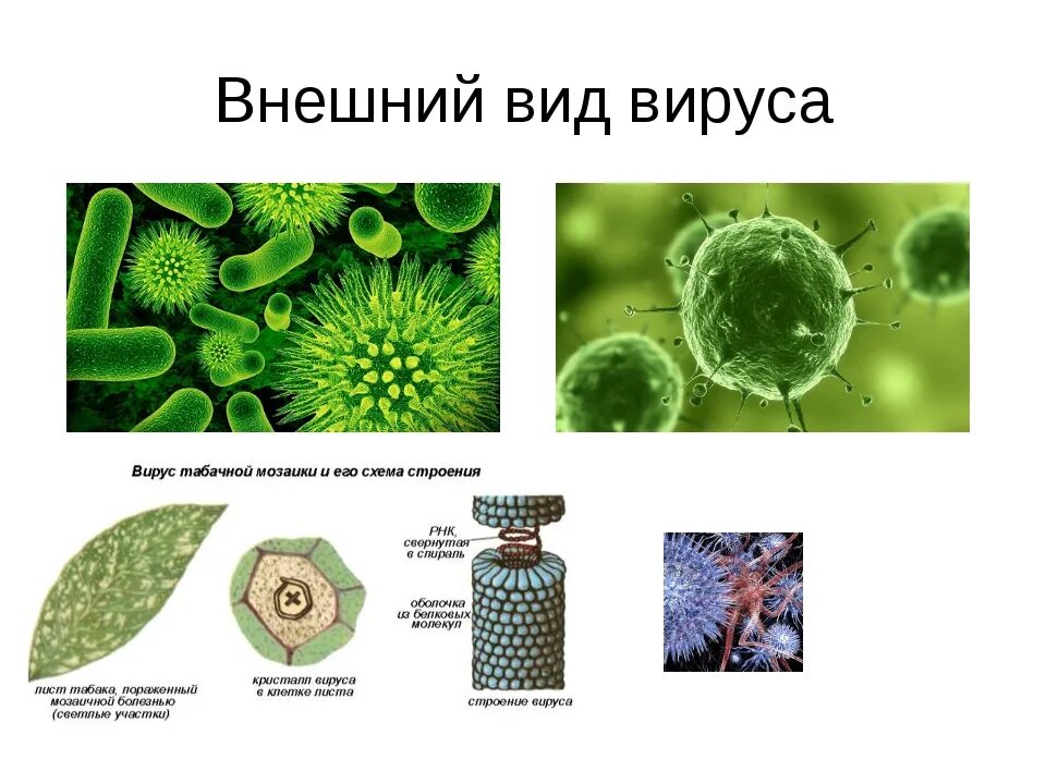 Представители вирусов биология. Виды вирусов. Вирусы виды вирусов. Названия вирусов в биологии. Внешний вид вирусов.