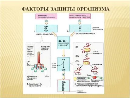 Иммунные факторы организма