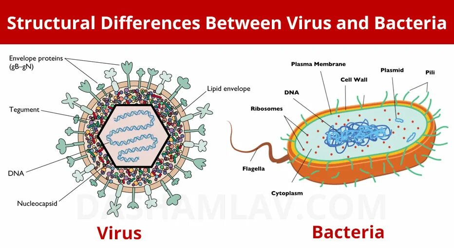 The virus can be. Клетка вируса. Вирусы и бактерии. Модель вируса 5 класс. Клеточная стенка вирусов.