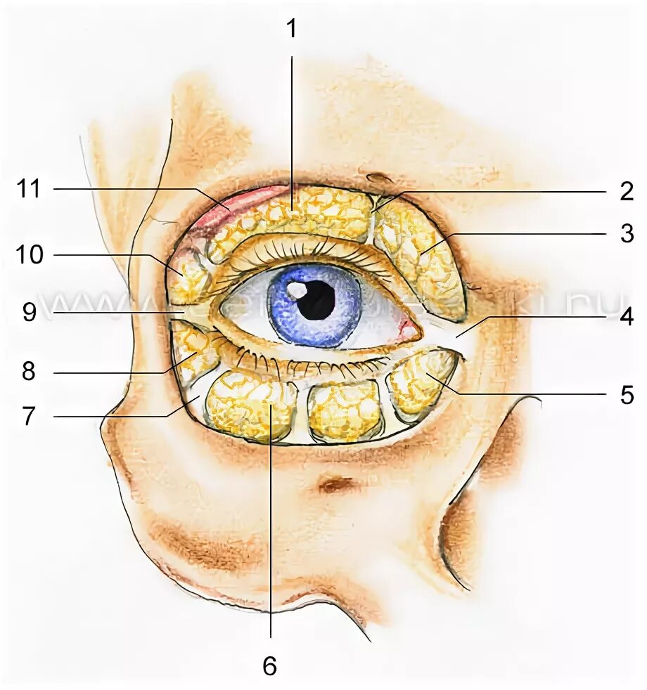 Анатомия клетчатки глазницы. Грыжи Нижнего века анатомия. Жировая клетчатка глазницы. Глазничная перегородка анатомия.