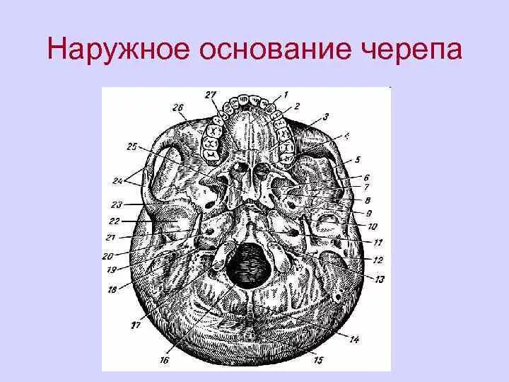 Области основания черепа. Наружное основание черепа клетчаточные пространства. Наружное основание черепа строение анатомия. Хуана череп наружное основание. Наружная поверхность основания черепа.