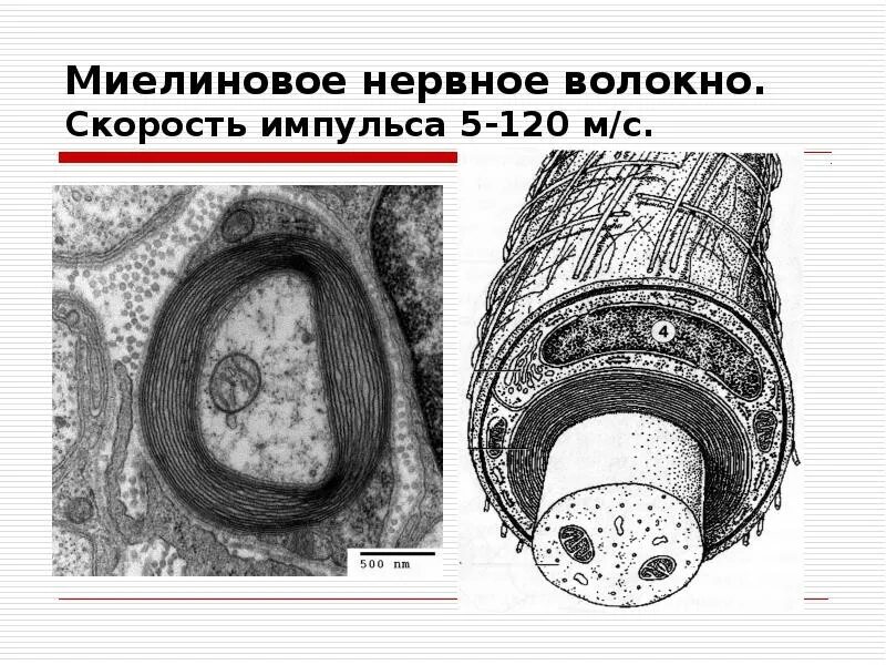 Безмиелиновые волокна. Нервное волокно из соска. 1. Нервное волокно из соска. Мякотные миелиновые нервные волокна.