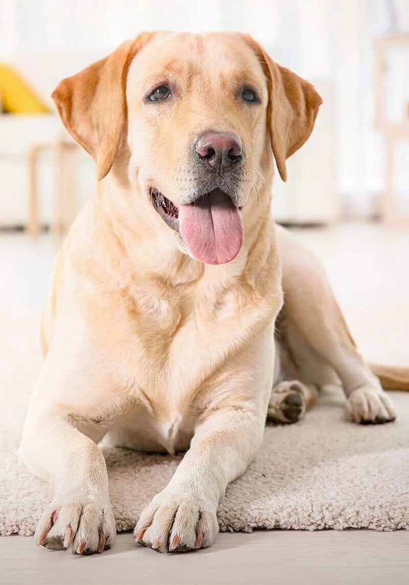 Порода собак лабрадор фотографии. Лабрадор ретривер. Лабрадор Retriever. Лабрадор ретривер породы собак. Лабрадор ретривер короткошерстный.