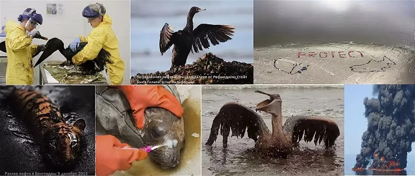 После разлива воды. Экологическая катастрофа в персидском заливе. Последствия катастроф связанных с разливом нефти. Экологическая катастрофа животные. Последствия загрязнения окружающей среды.