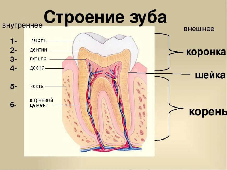 Строение 8. Строение зубов биология 8 класс. Строение зуба биология 8 класс. Схема внутреннего строения зуба. Строение зуба ( рис.)..