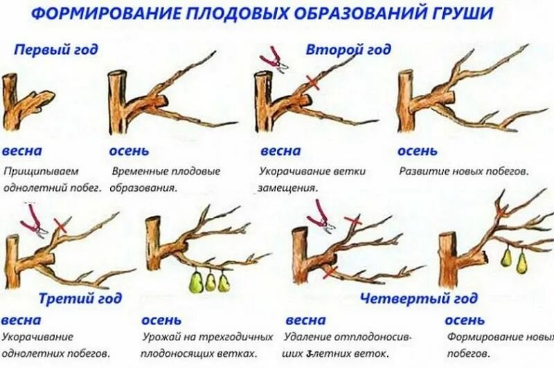 Какие могут быть ветви