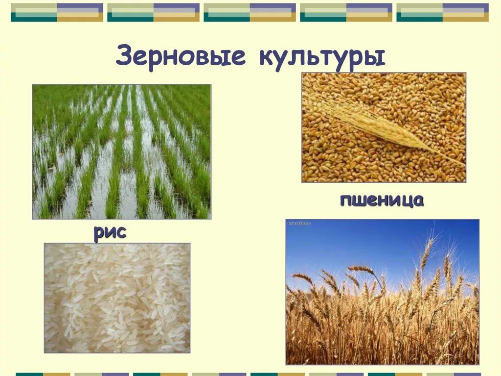 Рис относится к группе. Зерновые растения названия. Злаковые зерновые культуры. Зерновые культурные растения. Зерновые культуры названия.