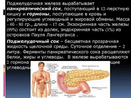 Какой орган вырабатывает пищеварительные ферменты