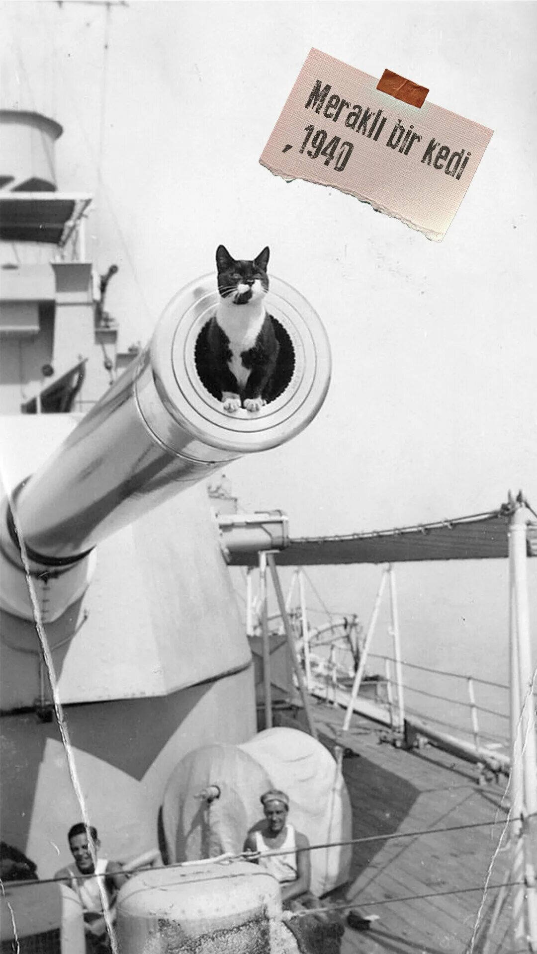 Корабельный кот. Непотопляемый Сэм кот. Непотопляемый Сэм Корабельный кот. Кот с линкора бисмарк непотопляемый Сэм. Кот на корабле.