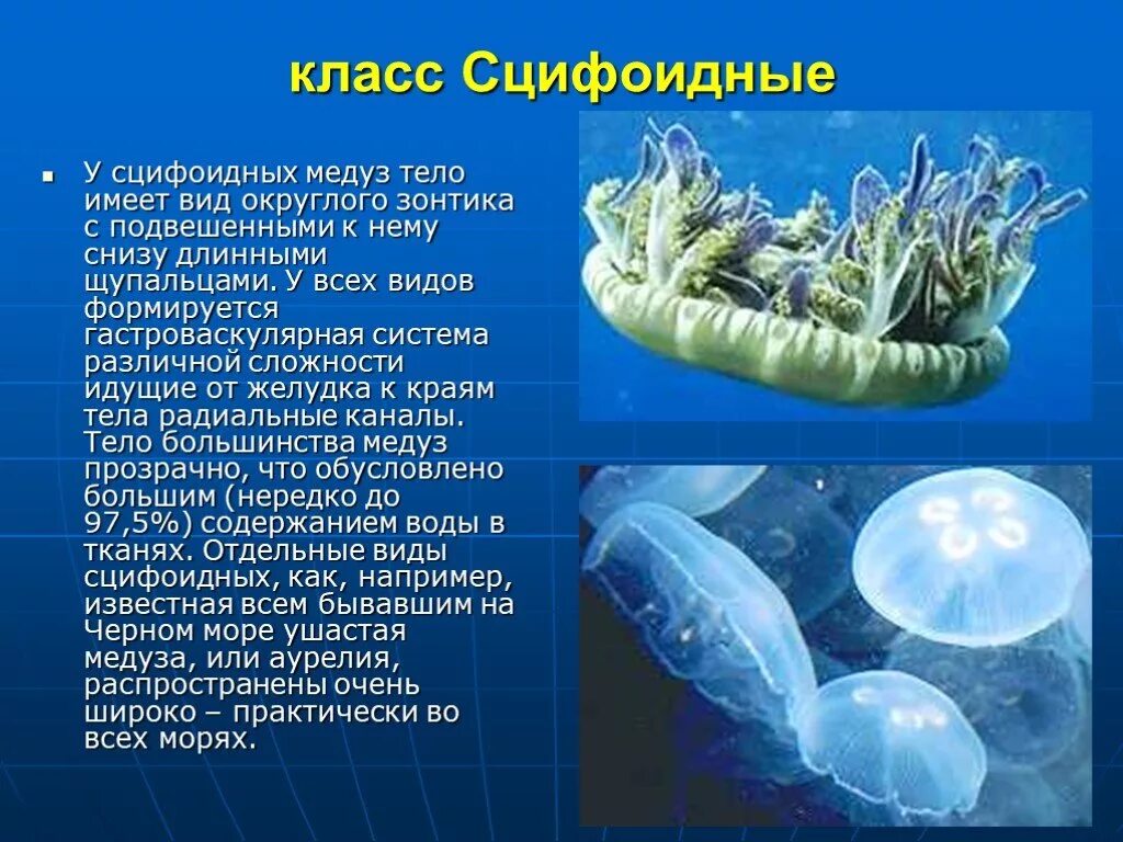 Сообщение о представителях