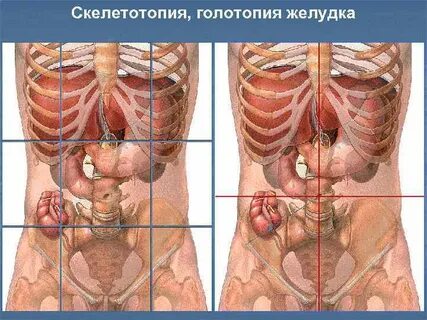 Где печень где почки