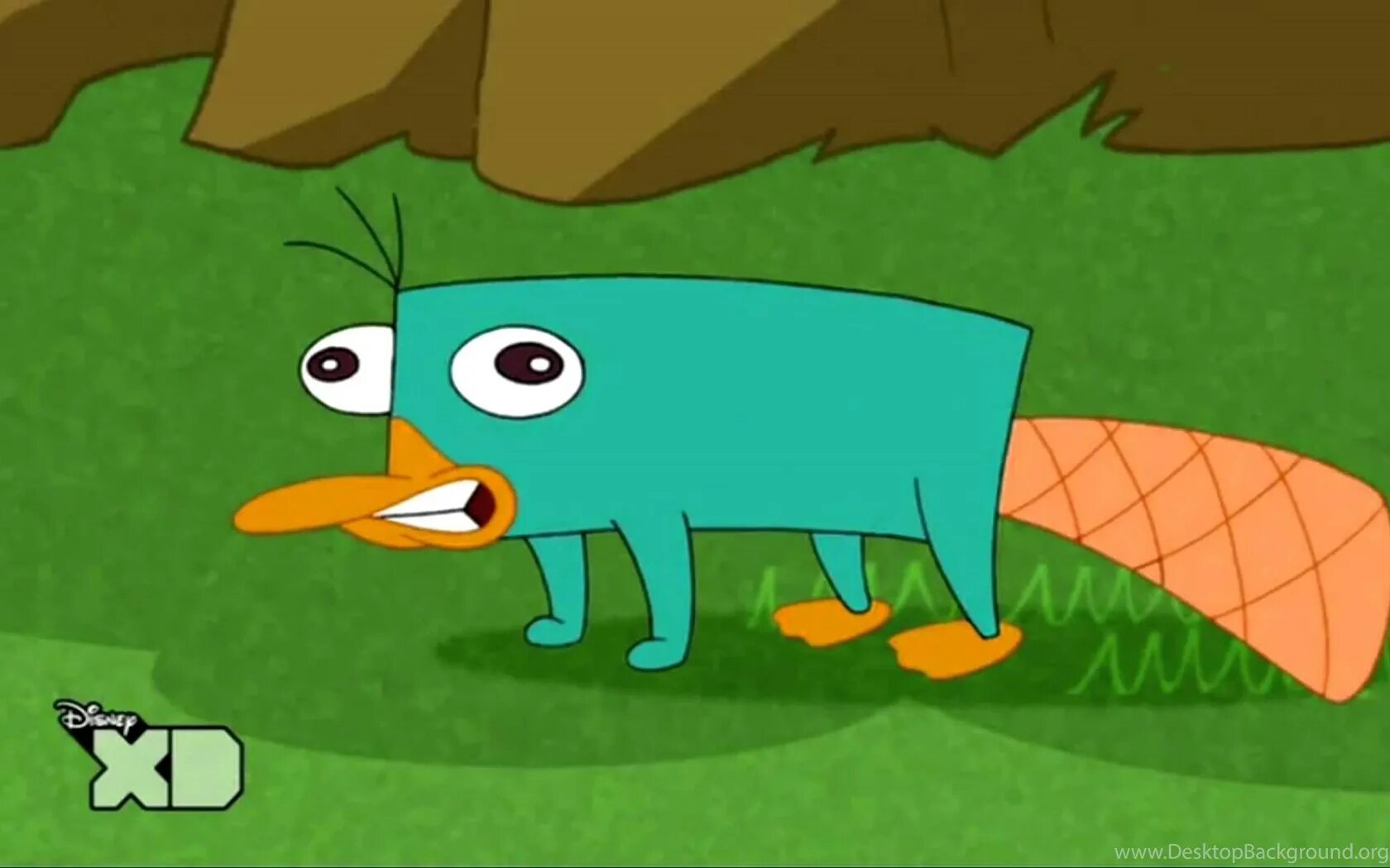Perry the platypus