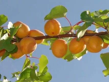 Дон абрикос