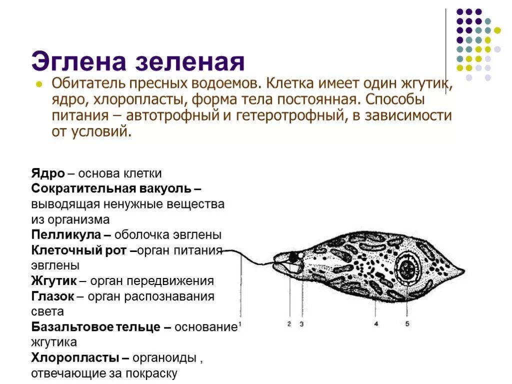 Хлоропласты жгутики. Эвглена зеленая строение и функции. Строение эвглены и их функции. Эвглена зеленая строение и описание. Строение клетки эвглены зеленой.