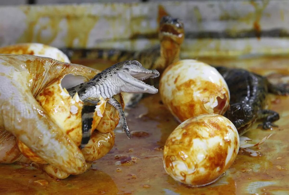 челюсть крокодила. крокодил вылупляется из яйца. детеныш аллигатора. нильский крокодил яйца. нильский крокодил детеныш.