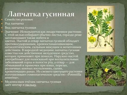 Гусиная лапка описание