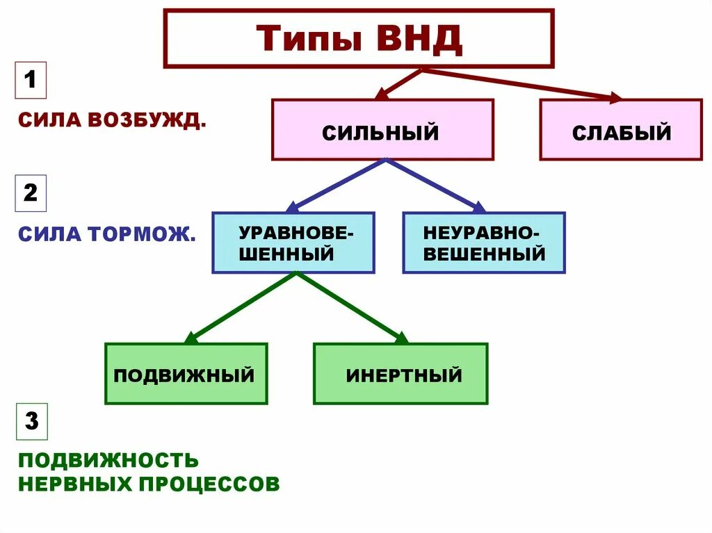 Сильный уравновешенный подвижный тип нервной. Типы ВНД. Типы нервной деятельности. Типы высшей нервной системы. Виды высшей нервной деятельности.