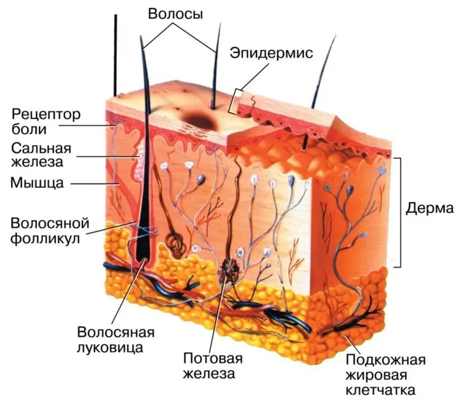 Рис 59 строение кожи. Наружные покровы тела строение и функции кожи 8. Рис 58 строение кожи. Строение кожи Пасечник.