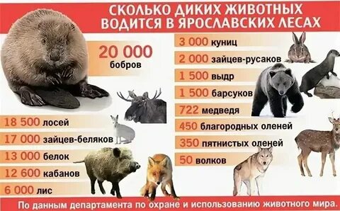 Численность животных их вес и скорость