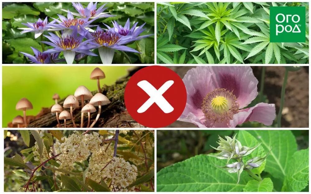 Цветы запрещенные к выращиванию 2024. Растения могут оштрафовать. За какие растения будут штрафовать. Какое растение напоминает чаши ?. Какое растение представляет смерть.