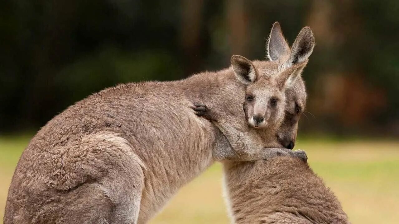 Download wallpaper baby, kangaroo, bag, mom, section animals in resolution 2048x