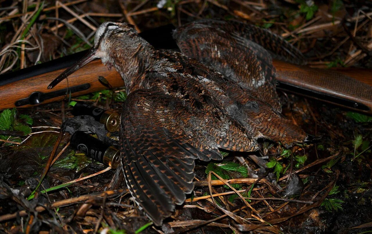 Вальдшнеп птица. Полет вальдшнепа 4. Арчибальд торберн вальдшнеп. Чучело вальдшнепа. Вальдшнеп кроншнеп бекас.