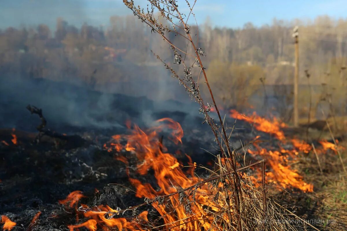 Пал огня. МЧС Ярославской области пал травы. Горение сухой травы. Весенние палы травы. Лесной пожар весной.