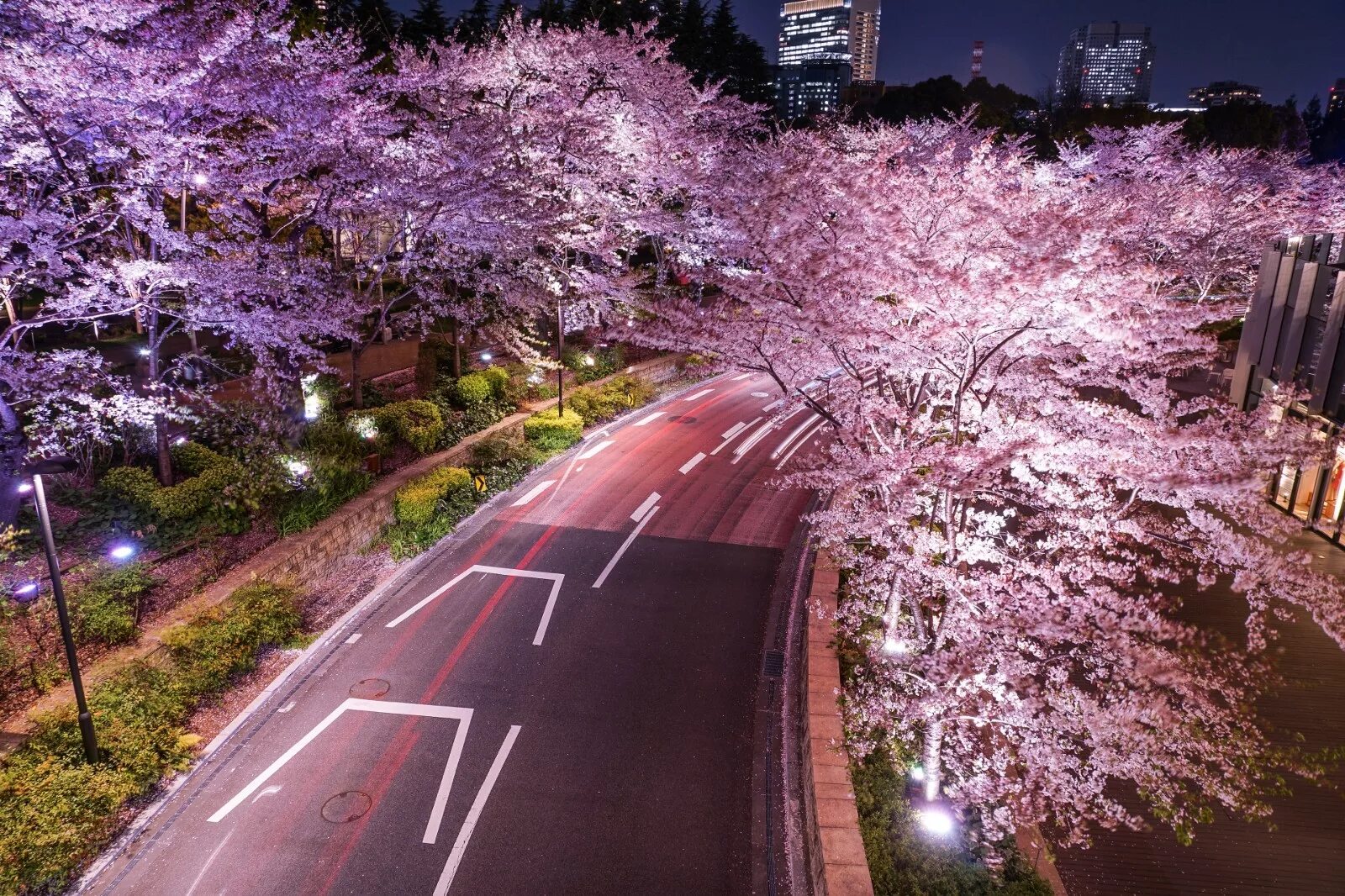 Японская дорога. Черри блоссом в Токио. Токио Сакура. Йокогама Япония цветение Сакуры. Цветение Сакуры в Токио.