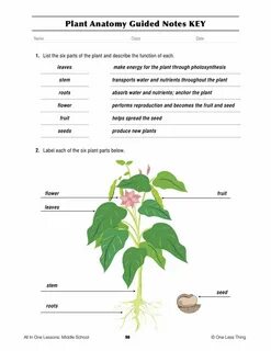 Plant транскрипция