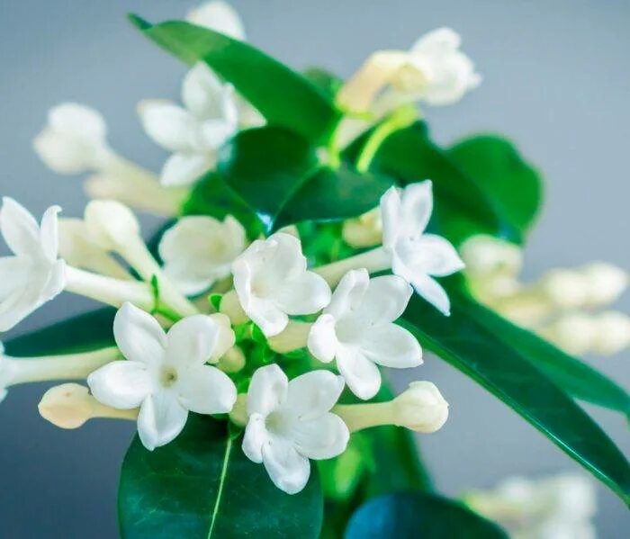 Стефанотис floribunda. Стефанотис stephanotis