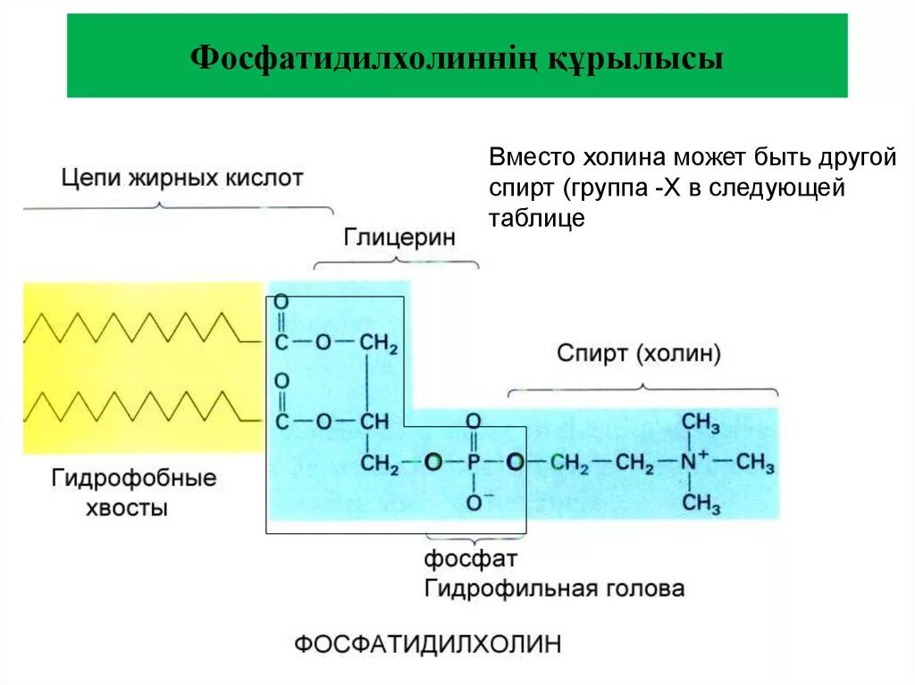 Фосфатидилхолин. Формула фосфатидилхолина. Фосфатидилхолин гидрофобная часть. Фосфатидилхолин формула химическая. Фосфатидилхолин это