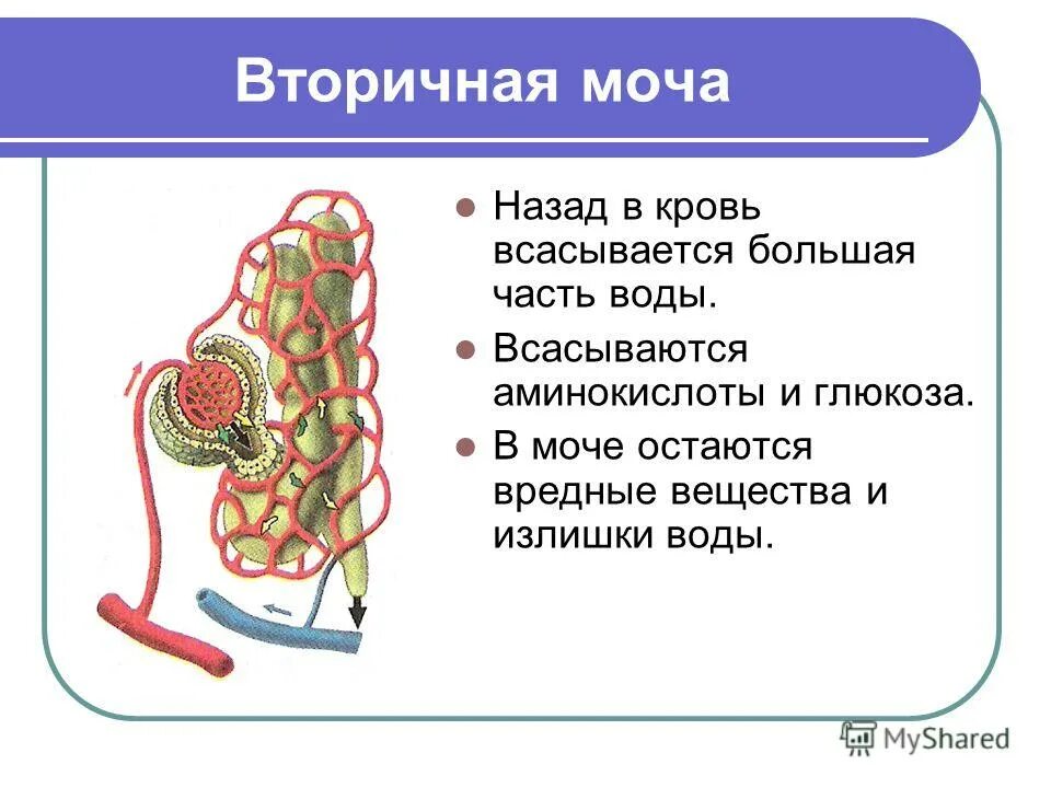 Через легкие удаляются продукты