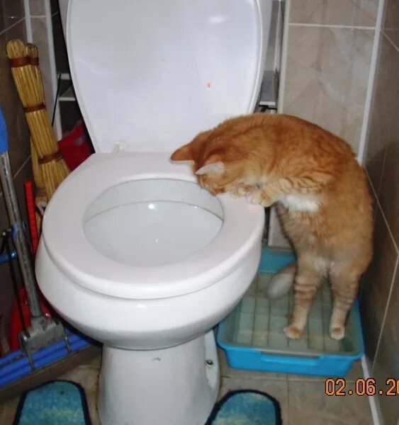 Пошла пописать в туалет. Рыжий кот на унитазе. Кот в туалете. Рыжий кот какает в туалет. Котенок в унитазе.