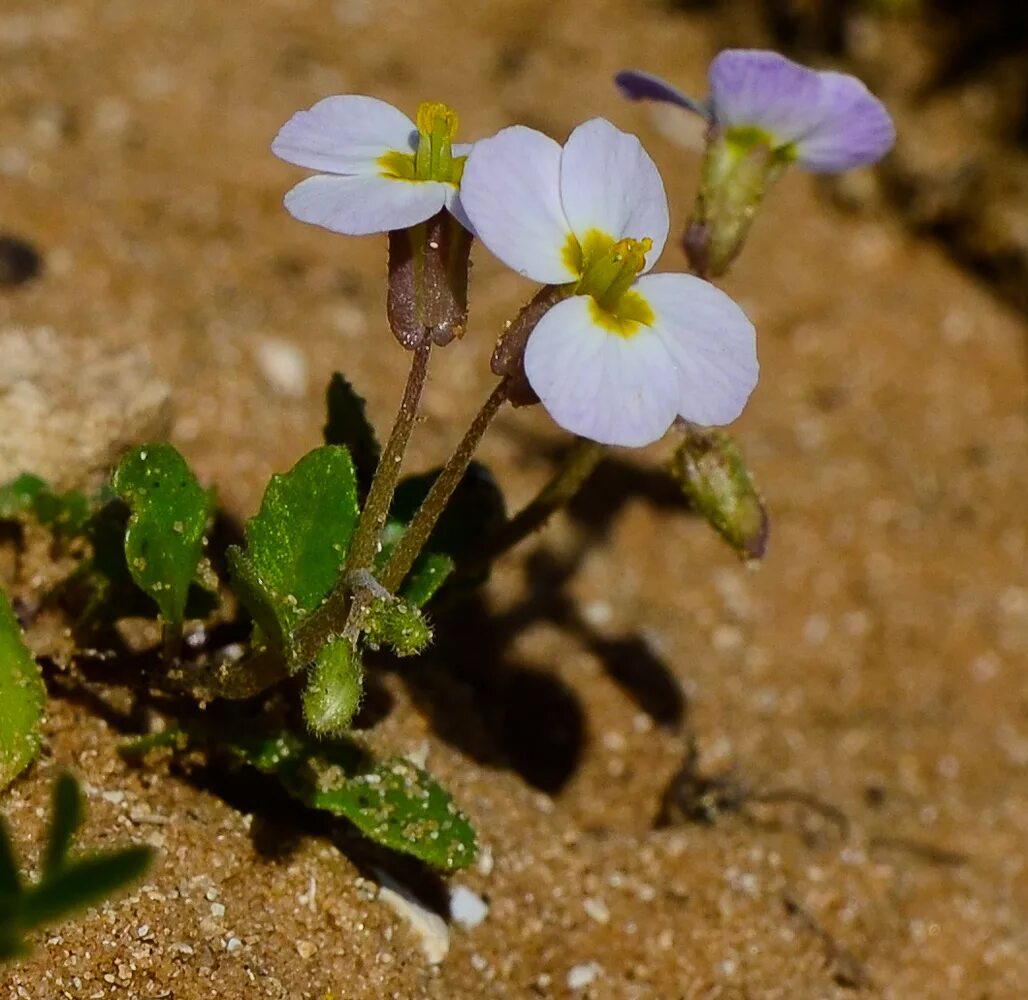 Малькольмия Африканская (Malcolmia africana). Малькольмия Приморская цветок. Малькольмия Туркестанская плод. Malcolmia afganica. Малькольмия