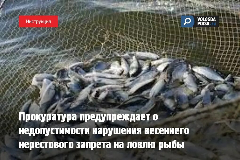Нерестовый запрет 2024 в свердловской области. Запрещенная рыба в России. Лов рыбы сетями запрещен. Рыбы без запрета на вылов. Нерестовый запрет ловля на спиннинг.