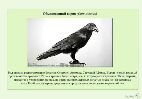 Время жизни вороны