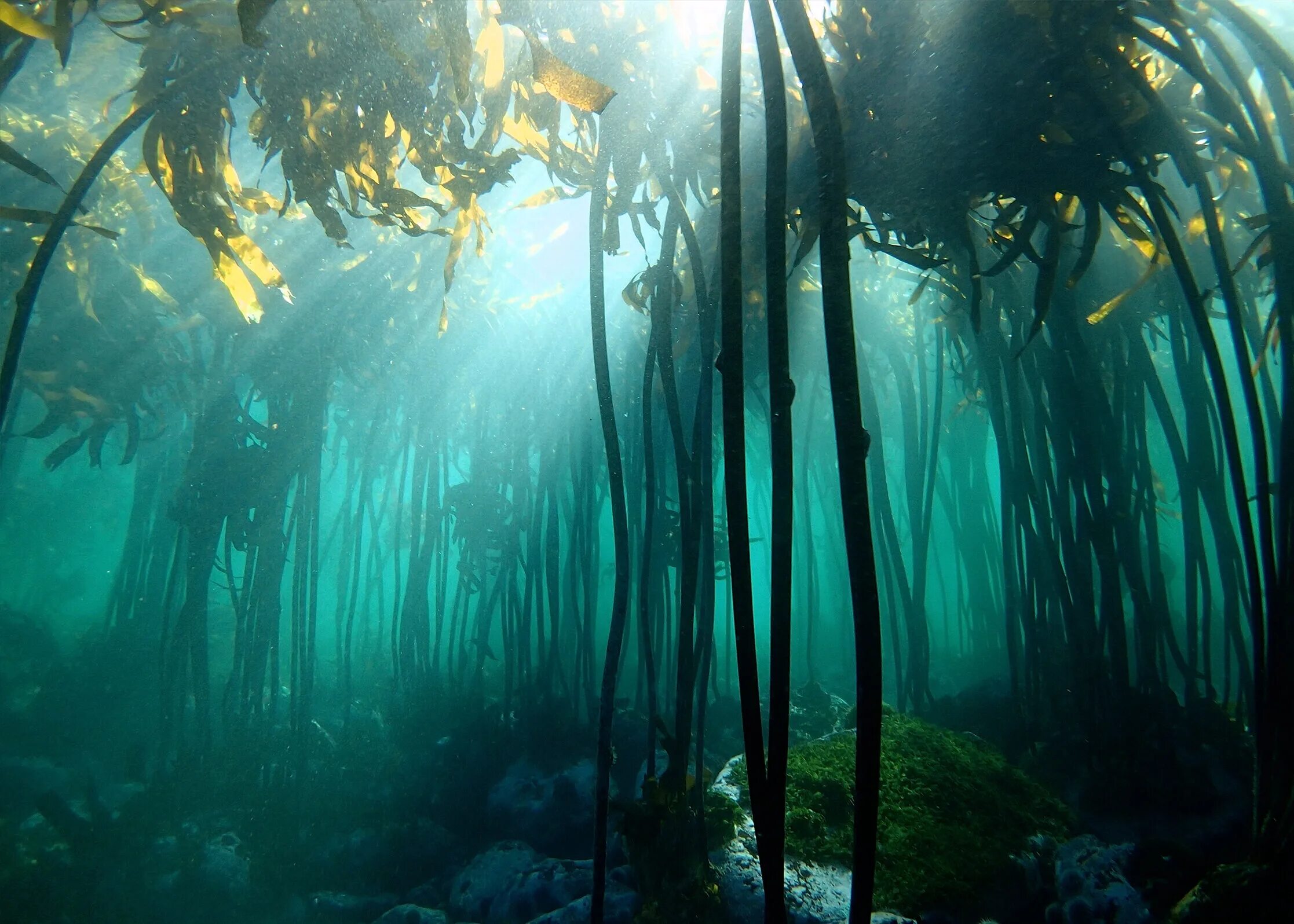 Водоросли и свет. Водоросли келп ламинариевые. Подводный "лес"(Kelp Forest). Водоросли келп ламинариевые арт. Макроцистис грушевидный келп.