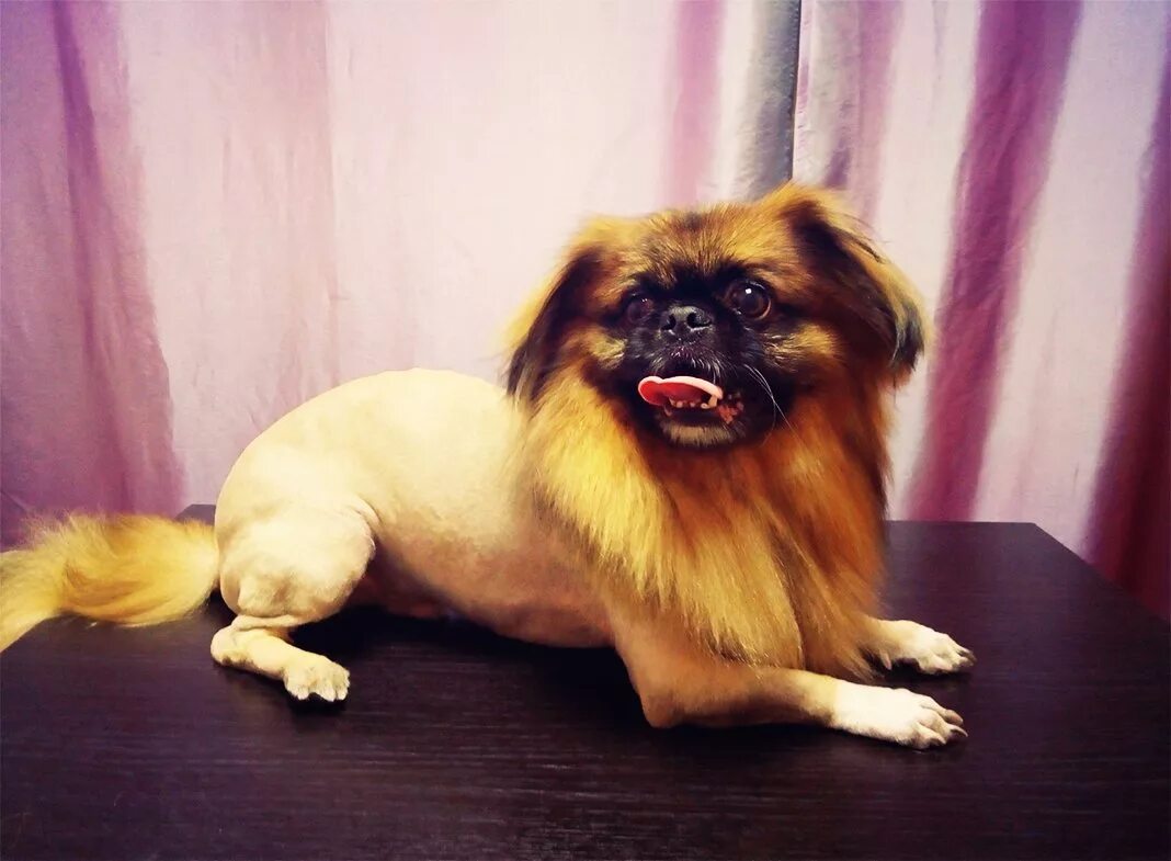 Как подстричь пекинеса. Карликовый пекинес стрижка. Пекинес стрижка лев. Королевский пекинес стриженный. Пекинес стриженный.