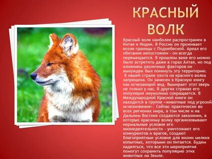 животные красной книги фото с названиями: 2 тыс изображений найдено в  Яндекс Картинках