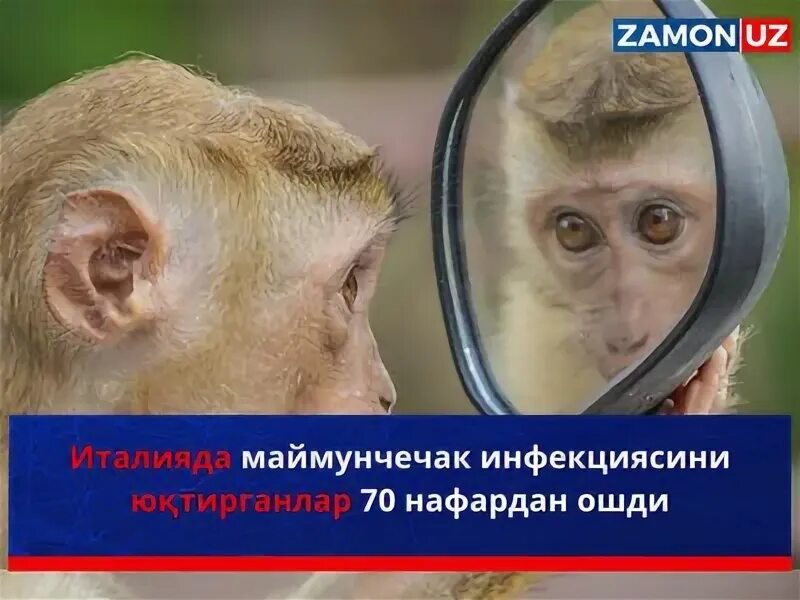 Маймунчечак. Шимпанзе. Пятнистая обезьяна. Яванский макак. Маленькая макака.