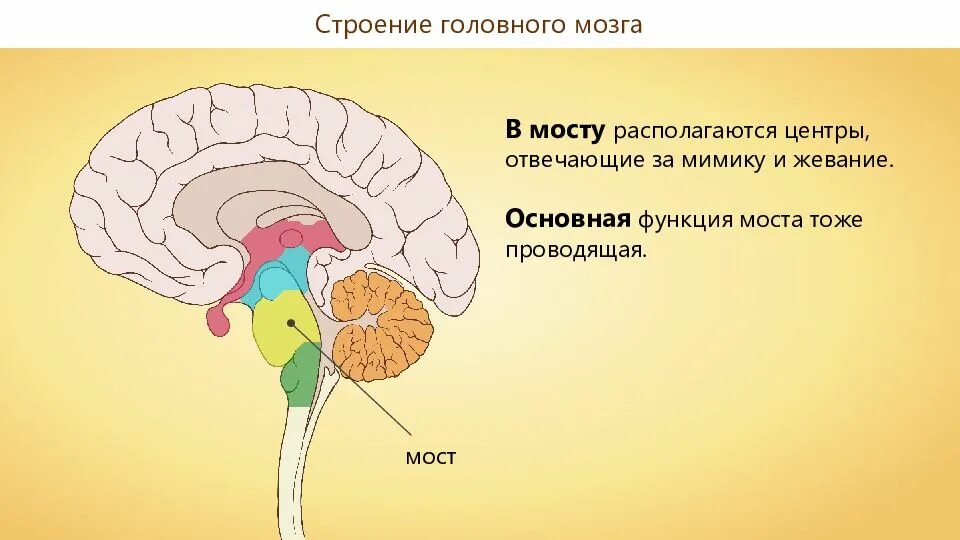 Мост мозга функции строение. Мост головного мозга. Отделы головного мозга мост. Строение моста мозга. Структура моста в головном мозге.