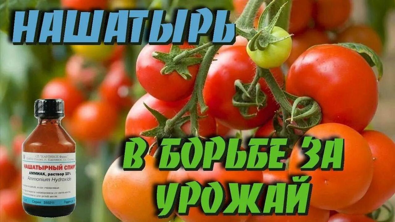 Полить помидоры нашатырем. Полить помидоры нашатырем. Нашатырь для рассады помидор и перцев. Полить помидоры нашатырем. Полить помидоры нашатырем.