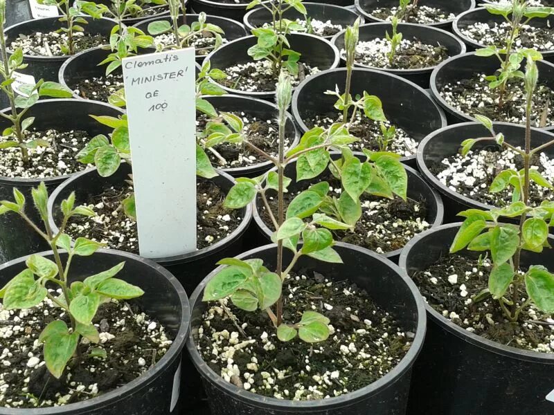 http://gardenmy.ru/post325027725/ Клематис из семян Herb garden, Plants, Garden