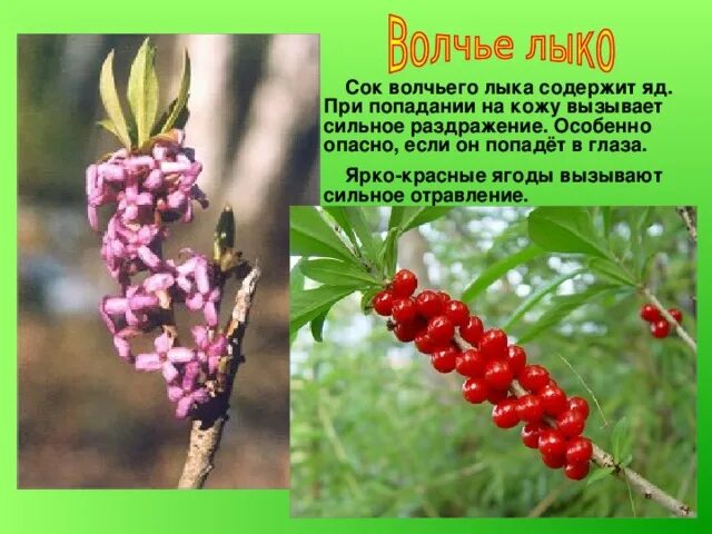 Волчье ядовитое растение 4: найдено 89 картинок