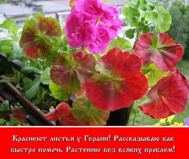 Герань домашняя болезни