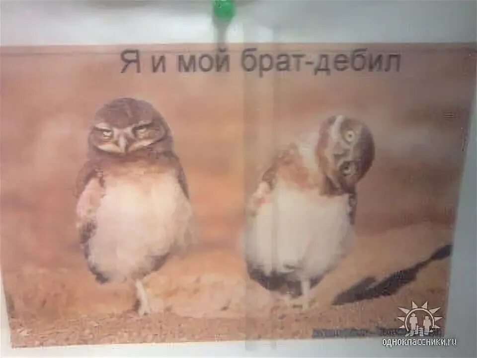 Я и мой брат дебил. Братья дебилы. Я и мой брат дебил совы. Я и мой брат дебил. Я и мой брат дебил совы.