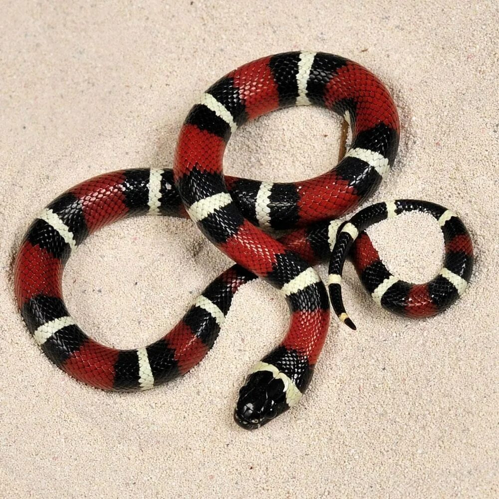 Черно красно белые змеи. Синалойская Королевская змея. Королевская синалойская молочная змея. Королевская змея Горная хуачукская. Королевская змея нигрита.