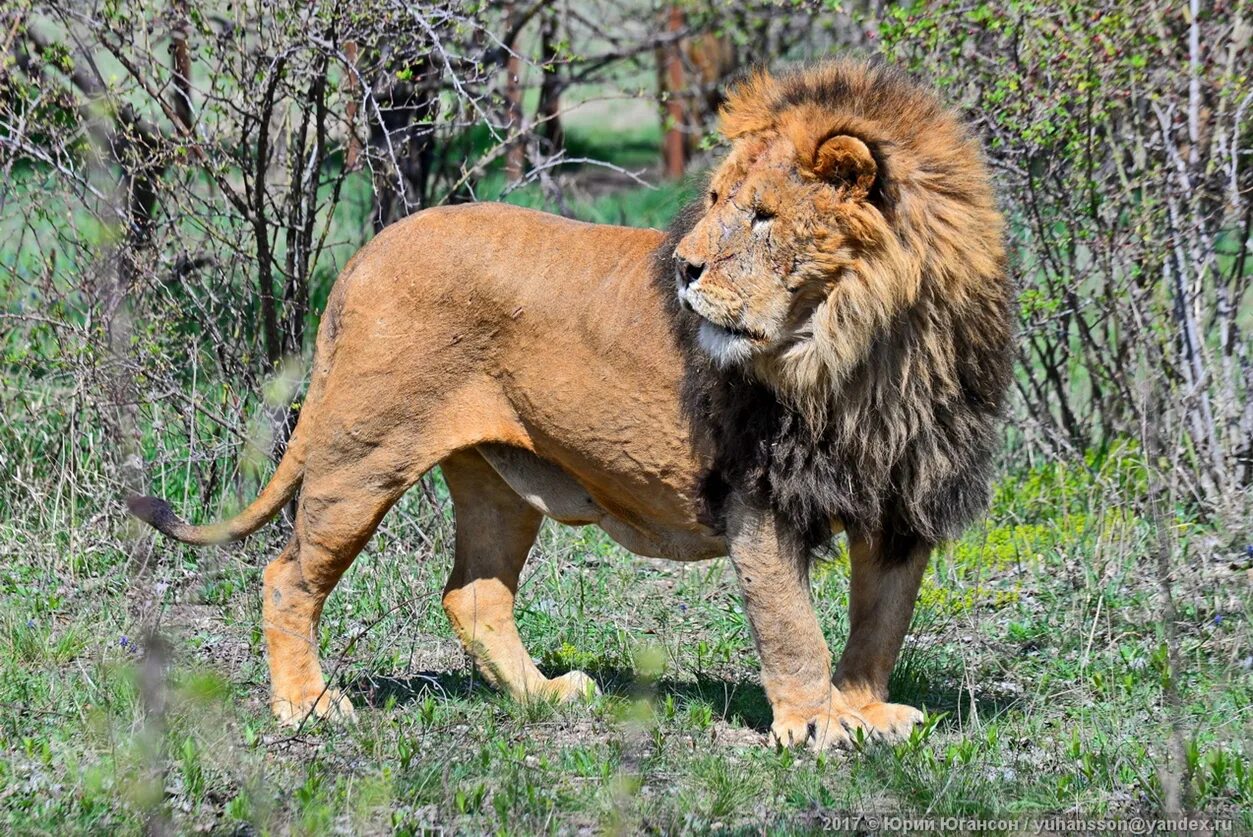Лев алекс тайган. Львица тайган. Львята из тайгана. Львенок шерхан в тайгане сегодня. Заповедник тайган в крыму.