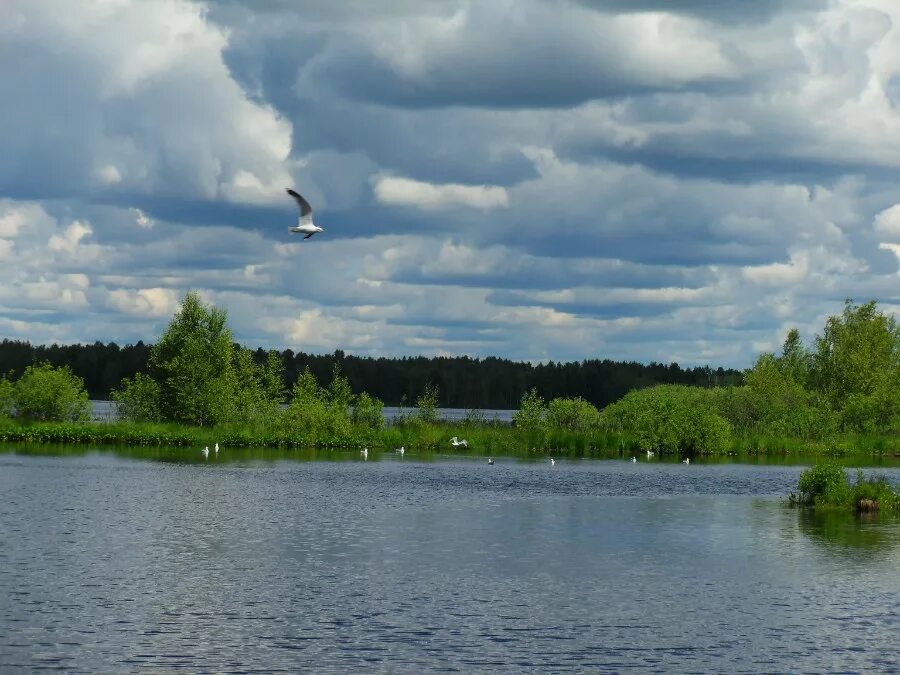 Хозяин озера. Озеро шитовское свердловская. Елизаровский заказник. Хозяева озера. Ситниковский орнитологический заказник.